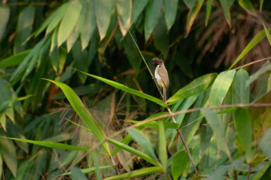 The Himalayan bulbul bird, Pycnonotus leucogenys, or white-cheeked bulbul, is a species of songbird in the bulbul family.. Shot at forest in Himalayan mountains, Sikkim, India. clipart