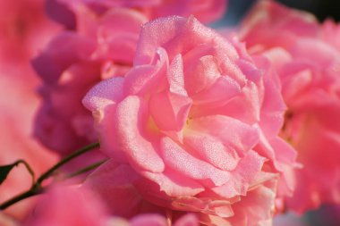 Dew drops on pink rose petals, romantic, nature stock image. Rose, woody perennial flowering plant, genus Rosa , family Rosaceae. For use in greetings cards, advertisements and other commerical use,