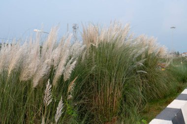 Kaşarlı, Kanlar otları ya da Saccharum spontaneum, Batı Bengal, Hindistan 'ın ana yolunun yanında çiçek açıyor. Kaşif mevsimsel büyüme, Hinduizm 'in en büyük festivali olan Durga Puja' nın zamanlamasıyla ilişkilendiriliyor..