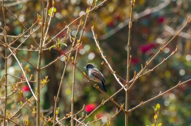 Rufous-gorgeted sinekkapan kuşu, Ficedula strophiata, Himalaya nemli ormanlarında kuş familyası Muscicapidae. Boğazında belirgin renkli bir yama olan kırmızımsı kahverengi bir kuş..