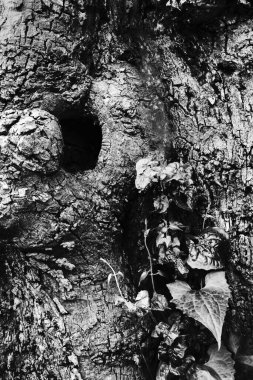 Beyaz Kasımpatılar, bazen anne ya da kasımpatı olarak da adlandırılır, Asteraceae familyasındaki kasımpatı cinsinin çiçek açan bitkileridir. Bengalce Chandramallika, popüler çiçek, Hindistan.