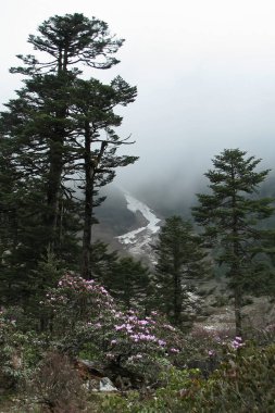 Yumthang Vadisi ya da Çiçek Tapınağı Sikkim Vadisi, Himalaya Dağları arka planı, Kuzey Sikkim, Hindistan. Shingba Rhododendron Sığınağı. Donmuş çeşmeli ve beyaz bulutlu Rhododendron çiçekleri.