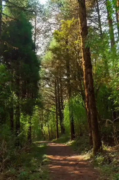 stock image Trekking route through dense forest towards Varsey Rhododendron Sanctuary or Barsey Rhododendron Sanctuary. A very popular tourist trekking route at Sikkim, India.