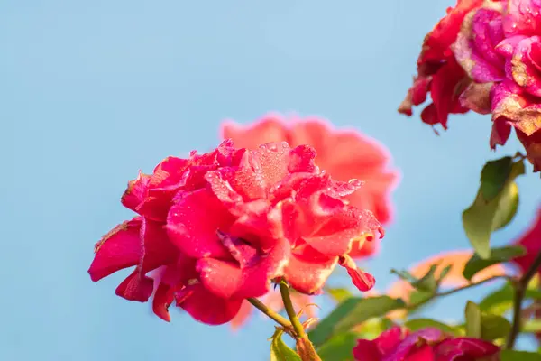 stock image Selective focus on dew drops on the petals of pink rose, flower of the woody perennial flowering plant of the genus Rosa , Rosaceae. Early winter morning stock image, Kolkata, West Bengal, India.