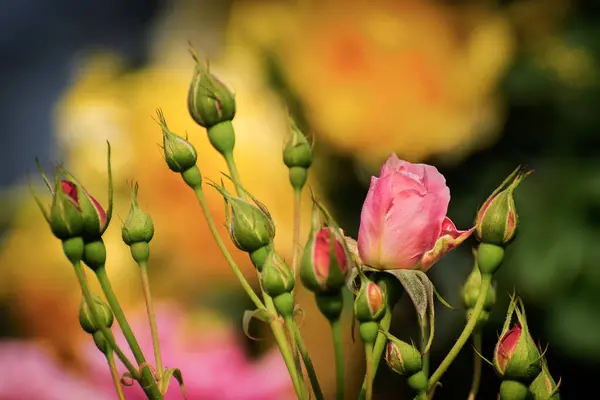 stock image Buds of rose,flower of the woody perennial flowering plant, genus Rosa , family Rosaceae. There are over three hundred species and tens of thousands of cultivars.Winter moring dew drops on the petals.