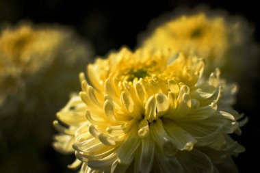 Üzerinde çiy damlaları olan sarı Dahlia çiçek yaprakları. Dahlia tüylü, veremli, bitkisel uzun ömürlü bitkiler, diyotipsiz bitkilerin Asteraceae familyasıdır. Karanlık Arkaplan. Çiçek deseni resmi.