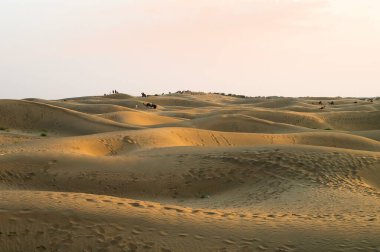 Tourists with camels, Camelus dromedarius, at sand dunes of Thar desert, Rajasthan, India. Camel riding is a favourite activity amongst all tourists visiting here.