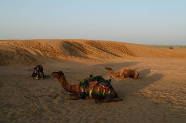 Thar Çölü, Rajasthan, Hindistan. Dromedary, dromedary deve, Arap develeri veya tek hörgüçlü develer kum tepecikleri üzerinde dinleniyor..