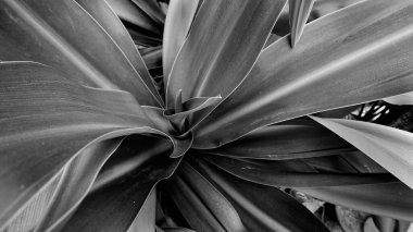 Tek renkli zambak yapraklarının güzel deseni. Siyah beyaz doğanın resmi. Howrah, Batı Bengal, Hindistan.