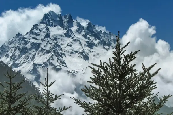 Yumthang Vadisi ya da Sikkim Çiçek Vadisi Tapınağı, Himalaya Dağları, Kuzey Sikkim, Hindistan. Shingba Rhododendron Sığınağı. Himalaya buz zirvesi, beyaz bulutlar ve arkasında gökyüzü olan çam ağaçları..