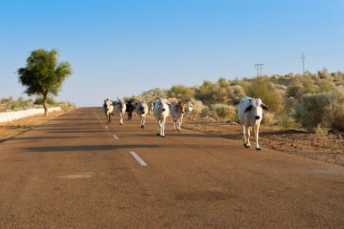 İnekler yüksek yolda yürüyor ya da çölden geçen ulusal bir yol. Uzak ufuk, Thar Çölü 'nde sıcak yaz, Rajasthan, Hindistan.