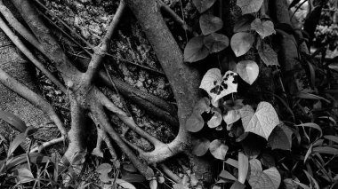 Yaprakları ve yaprakları olan bir ağaç gövdesinin güzel siyah ve beyaz görüntüsü. Monokromda doğa. Howrah, Batı Bengal, Hindistan.