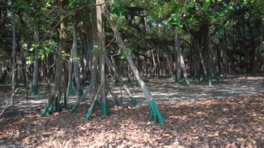 Yavaş çekim videosu, Great Banyan Tree, Ficus benghalensis, Botanik Bahçesi, Shibpur, Howrah, Hindistan. Guinness Rekorlar Kitabı 'nda dünyanın en büyük ağaç örneği..