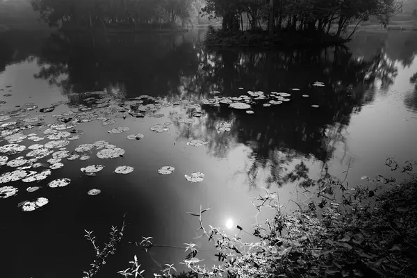 stock image Black and white monochrome image of reflection of trees and sun over the water of a lake, full of leaves of water lilies, family Nymphaeaceae, flowering plants. Kolkata, West Bengal, India.