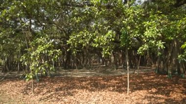 Büyük Banyan ağacının videosu, Ficus benghalensis, Hint Botanik Bahçesi, Shibpur, Howrah, Hindistan. Guinness Rekorlar Kitabı 'ndaki en büyük ağaç örneği..