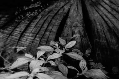 Yaprakların kapatılması, eski bir ağacın çatallı, yaprak desenli ağacın altında. Doğanın siyah ve beyaz görüntüsü, Howrah, Batı Bengal, Hindistan.