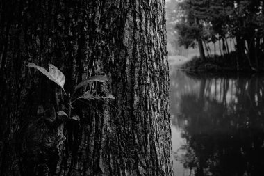 Eski ağaç gövdesinde büyüyen yeni yaprakların güzel siyah ve beyaz görüntüsü. Monokromda doğa. Howrah, Batı Bengal, Hindistan.