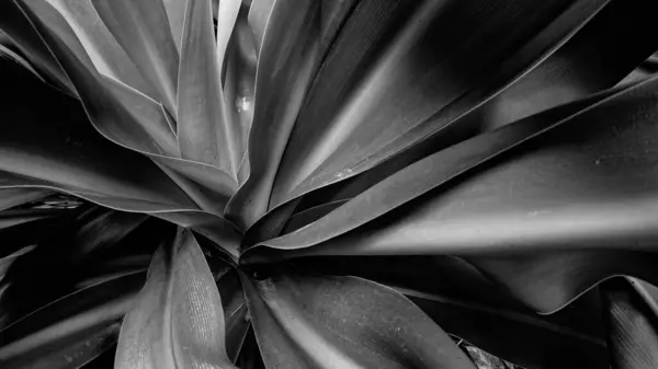 stock image Beautiful pattern of monochrome lily flower leaves. Nature stock image in black and white. Howrah, West Bengal, India.