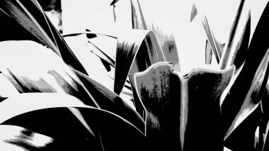 Doğa soyut, yüksek kontrastlı zambak yaprakları koyu doğal arkaplana vuruyor. Siyah beyaz hisse senedi imajı, Howrah, Batı Bengal, Hindistan.