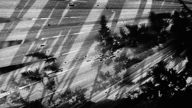 Palmiye yaprağının üzerindeki yaprakların koyu gölgesinin soyut görüntüsü. Tek renkli doğa, siyah ve beyaz olan. Howrah, Batı Bengal, Hindistan.