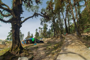 Ağaçların manzarası, Tungnath Yolu 'ndaki Himalaya dağlarından geçen patika. Tungnath Tapınağı, Uttarakhand, Hindistan' daki Rudraprayag bölgesinde yer alan beş Panch Kedar tapınağının en yükseği..