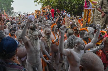 Haridwar, Uttarakhand, Hindistan - 13 Nisan 2021: Purno Kumbhmela etkinliği. Hindu çıplak sadhus, naga babas, naga sanyasis Ganj nehrinde shahi snaan yemek ve Har Har Mahadev diye bağırmak için koşuyor..