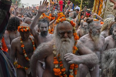 Haridwar, Uttarakhand, Hindistan - 13 Nisan 2021: Purno Kumbhmela etkinliği. Hindu çıplak sadhus, naga babas, naga sanyasis Ganj nehrinde shahi snaan yemek ve Har Har Mahadev diye bağırmak için koşuyor..
