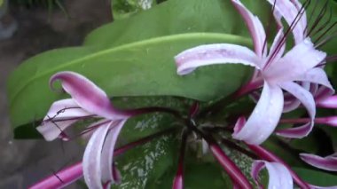 Lily 'nin çiçek yapraklarına düşen yağmur damlalarının güzel görüntüsü, sanatsal doğa görüntüsü.