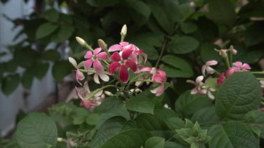 Hiptage benghalensis olarak adlandırılan Madhabilata çiçeklerinin yavaş çekim görüntüleri ev bahçesinde yetişiyor. Howrah, Batı Bengal, Hindistan.