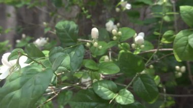 Yasemin çiçekleri (