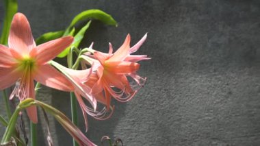 Turuncu zambak çiçekleri (Lilium), çiçekli bir bitki cinsidir. Howrah, West Bengal, Hindistan 'da çekilmiş.