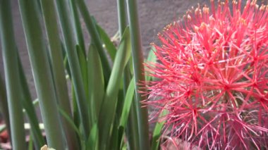 Scadoxus multiflorus, Haemanthus multiflorus, kan zambağı, top zambağı, ateş topu zambağı, kan çiçeği, Katherine tekerleği, öküzdili zambağı, zehirli kök ve pudra zambağı çiçeği. Buna dünya zambağı denir.