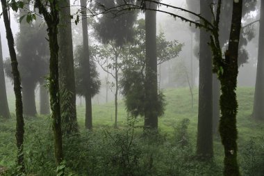 Meşhur çam ağacının sisli ormanları, bilimsel adı Pinus, Lepchajagat ormanı, Darjeeling, Batı Bengal, Hindistan. Himalayalar 'ın gür yeşillik manzarası sisli muson havası.