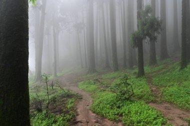 Meşhur çam ağacının sisli ormanları, bilimsel adı Pinus, Lepchajagat ormanı, Darjeeling, Batı Bengal, Hindistan. Himalayalar 'ın gür yeşillik manzarası sisli muson havası.