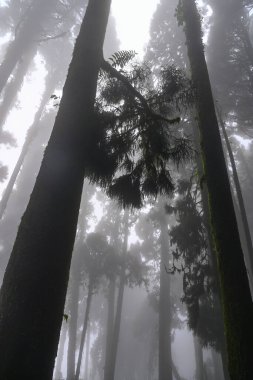 Meşhur çam ağacının sisli ormanının, bilimsel adı Pinus olan Lepchajagat ormanının, Darjeeling 'in, Batı Bengal' in, Hindistan 'ın aşağısından manzara. Himalayalar 'ın gür yeşillik manzarası sisli muson havası.