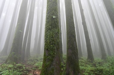 Çam ağacında yeşil bitkiler ve yosunlar, bilimsel adı pinus, Lepchajagat ormanı, Darjeeling, Batı Bengal, Hindistan. Himalayalar 'ın gür yeşillik manzarası sisli muson havası.
