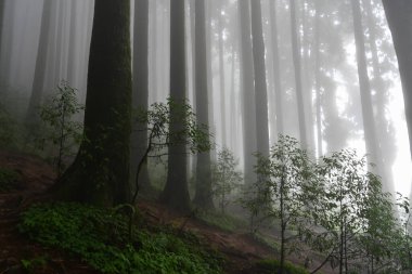Ünlü çam ağacındaki yeşil bitkilerin çalıları, bilimsel adı Pinus, Lepchajagat ormanı, Darjeeling, Batı Bengal, Hindistan. Himalayalar 'ın gür yeşillik manzarası sisli muson havası.