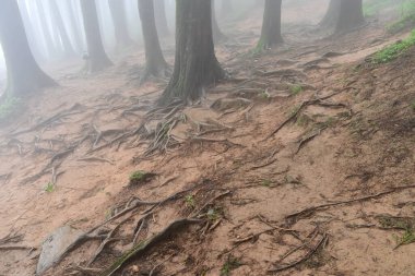 Meşhur çam ağacının sisli ormanlarında ağaç kökleri, bilimsel adı Pinus, Lepchajagat ormanı, Darjeeling, Batı Bengal, Hindistan. Himalayalar 'ın gür yeşillik manzarası sisli muson havası.