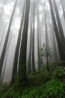 Meşhur çam ağacının sisli ormanının, bilimsel adı Pinus olan Lepchajagat ormanının, Darjeeling 'in, Batı Bengal' in, Hindistan 'ın aşağısından manzara. Himalayalar 'ın gür yeşillik manzarası sisli muson havası.