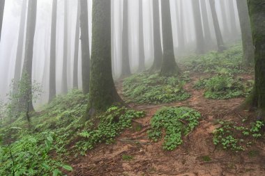Meşhur çam ağacının sisli ormanları, bilimsel adı Pinus, Lepchajagat ormanı, Darjeeling, Batı Bengal, Hindistan. Himalayalar 'ın gür yeşillik manzarası sisli muson havası.