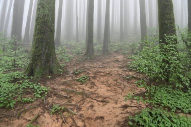 Meşhur çam ağacının sisli ormanları, bilimsel adı Pinus, Lepchajagat ormanı, Darjeeling, Batı Bengal, Hindistan. Himalayalar 'ın gür yeşillik manzarası sisli muson havası.