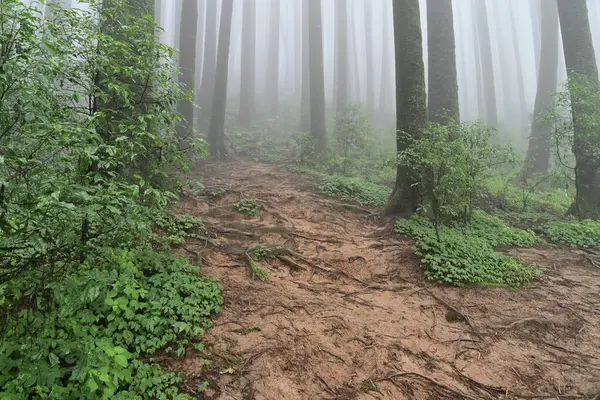 Meşhur çam ağacının sisli ormanları, bilimsel adı Pinus, Lepchajagat ormanı, Darjeeling, Batı Bengal, Hindistan. Himalayalar 'ın gür yeşillik manzarası sisli muson havası.