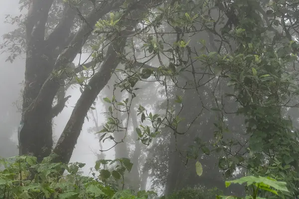 Mahakal Tapınağı 'nda ya da Mahakal Mandir' de, Tanrı Shiva ve Lord Buddha 'ya adanmış Hindu tapınağındaki sisle kaplı bir yolun yanındaki yaşlı ağaçta yemyeşil yeşillik yetişiyor. Darjeeling 'de muson yağmurları, Batı Bengal, Hindistan.