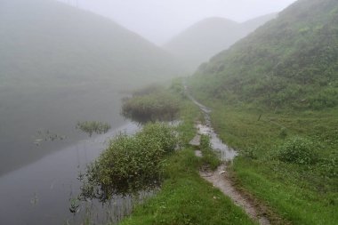 Güzel sisli ve sisli muson bahçeleri. Darjeeling, Batı Benga, Hindistan.