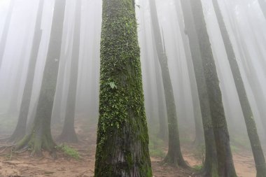 Çam ağacında yeşil yosun, bilimsel adı pinus, Lepchajagat ormanı, Darjeeling, Batı Bengal, Hindistan. Himalayalar 'ın gür yeşillik manzarası sisli muson havası.