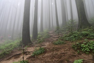 Meşhur çam ağacının sisli ormanları, bilimsel adı Pinus, Lepchajagat ormanı, Darjeeling, Batı Bengal, Hindistan. Himalayalar 'ın gür yeşillik manzarası sisli muson havası.