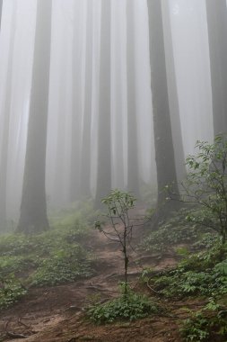 Çam ağacında yeşil bitkiler ve yosunlar, bilimsel adı pinus, Lepchajagat ormanı, Darjeeling, Batı Bengal, Hindistan. Himalayalar 'ın gür yeşillik manzarası sisli muson havası.