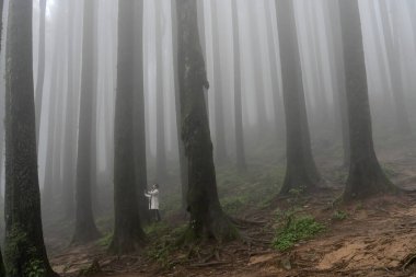 Meşhur çam ağacının sisli ormanları, bilimsel adı Pinus, Lepchajagat ormanı, Darjeeling, Batı Bengal, Hindistan. Himalayalar 'ın gür yeşillik manzarası sisli muson havası.