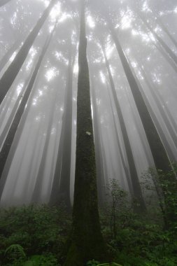 Meşhur çam ağacının sisli ormanının, bilimsel adı Pinus olan Lepchajagat ormanının, Darjeeling 'in, Batı Bengal' in, Hindistan 'ın aşağısından manzara. Himalayalar 'ın gür yeşillik manzarası sisli muson havası.