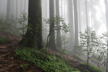 Ünlü çam ağacındaki yeşil bitkilerin çalıları, bilimsel adı Pinus, Lepchajagat ormanı, Darjeeling, Batı Bengal, Hindistan. Himalayalar 'ın gür yeşillik manzarası sisli muson havası.